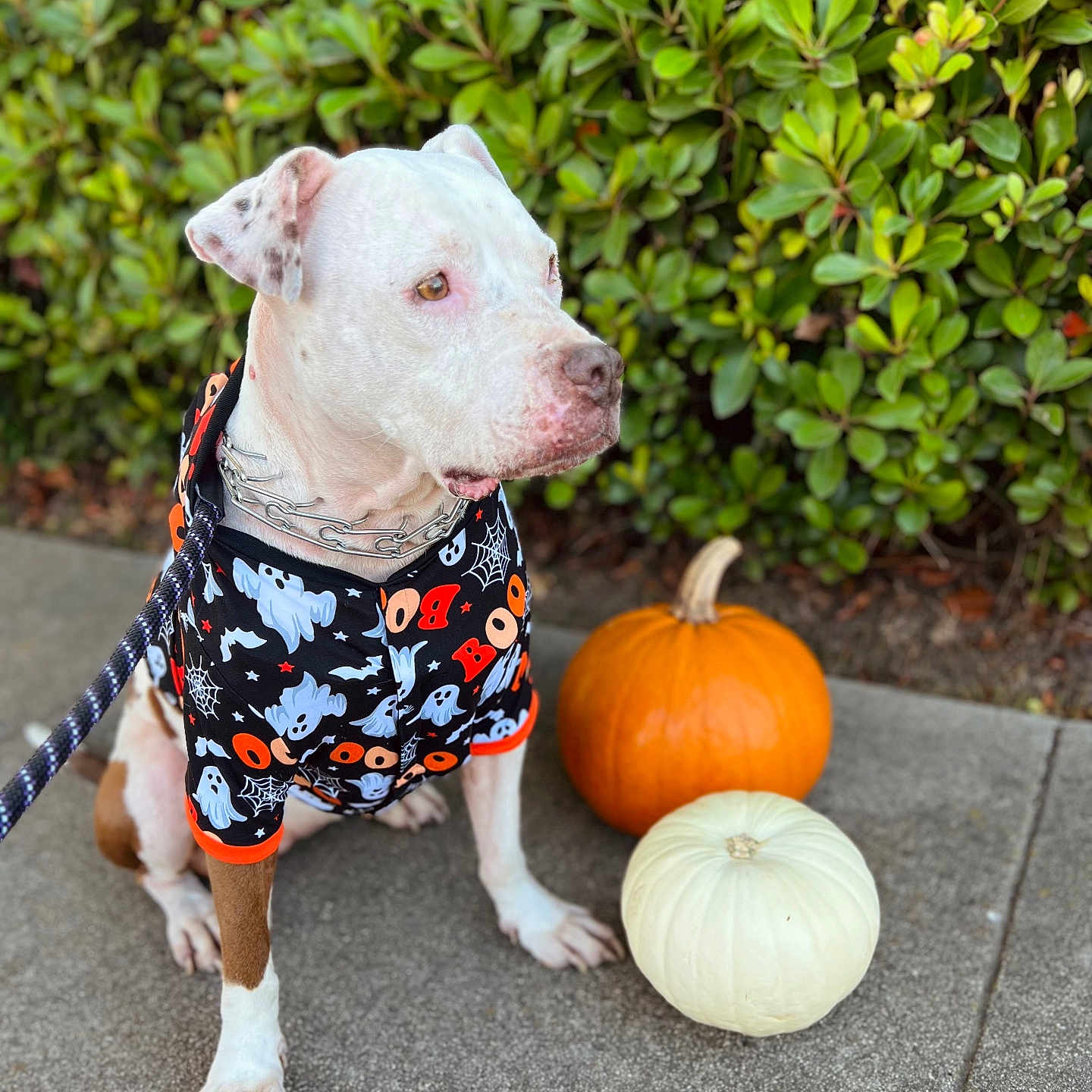 Support Kenzi in Dog Photo Contest - Cash