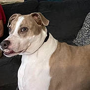 Stormie is registered to the contest to win money with this photo: dog, pet, indoor, couch, patterned_pillow, brown_and_white, canine, smiling, animal, companion, fur, ears, collar, person_partial, furniture, home, living_room, closeup, expression, cute