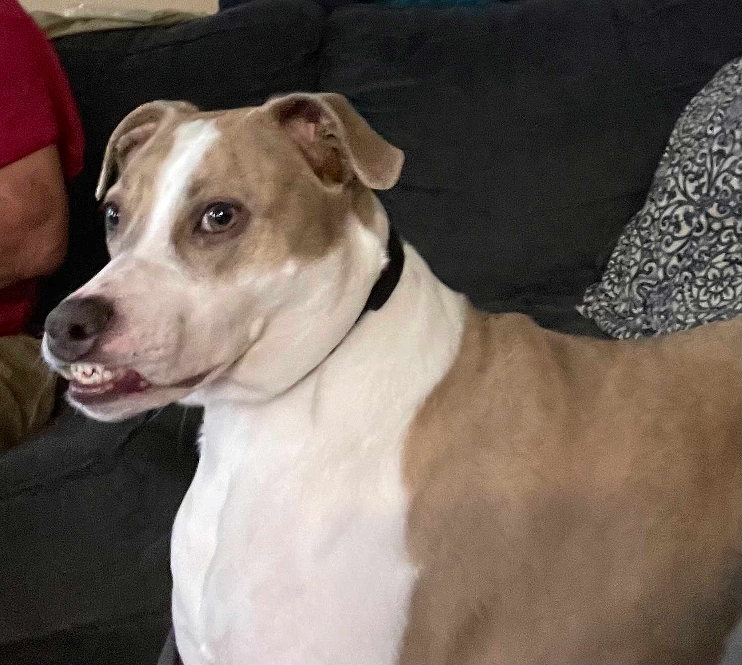 Stormie is registered to the contest to win money with this photo: dog, pet, indoor, couch, patterned_pillow, brown_and_white, canine, smiling, animal, companion, fur, ears, collar, person_partial, furniture, home, living_room, closeup, expression, cute