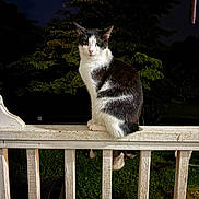 Oliver joined the competition — help win amazing prizes! cat, black_and_white, animal, feline, outdoor, night, railing, wood, perched, nature, greenery, chicken, bird, pet, domestic_animal, quiet, serene, illuminated, wildlife, mammal