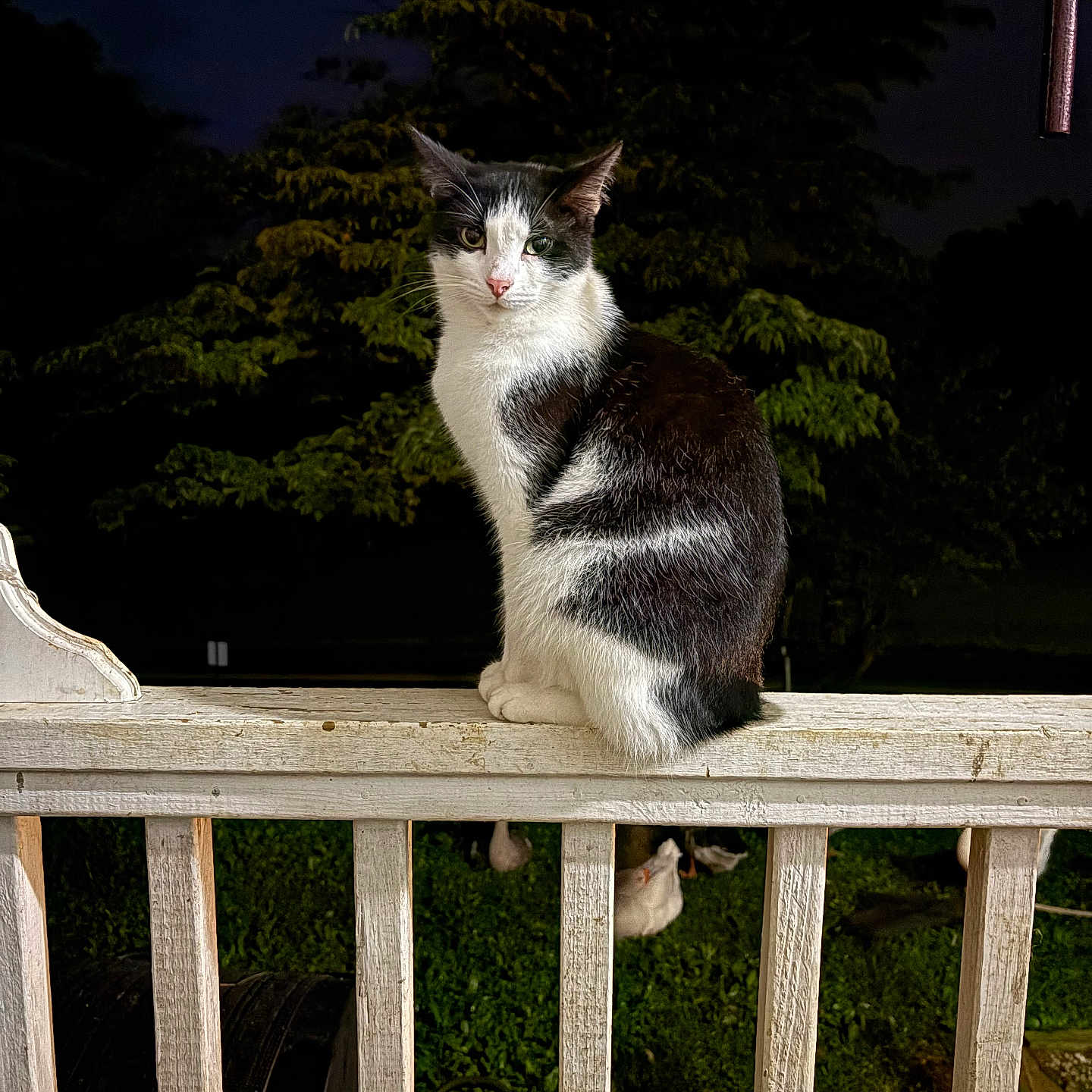 Oliver joined the competition — help win amazing prizes! cat, black_and_white, animal, feline, outdoor, night, railing, wood, perched, nature, greenery, chicken, bird, pet, domestic_animal, quiet, serene, illuminated, wildlife, mammal