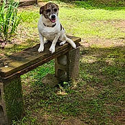 Babygirl joined the competition — help win amazing prizes! animal, bench, concrete_block, daylight, dog, garden, grass, greenery, happy, leaf, moss, nature, outdoor, pet, plant, rustic, sitting, sunlight, tongue_out, wood