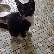 Mugsy is registered to the contest to win money with this photo: abyssinian, accessories, animal, blackcat, brick, cat, cobblestone, flagstone, kitten, manx, path, person, pet, road, siamese, sidewalk, slate, strap, tile, walkway