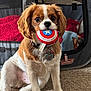 Milo is registered to the contest to win money with this photo: dog, toy, indoor, carpet, pet_playpen, brown_and_white, Captain_America, cute, sitting, collar, tag, cozy, blanket, mesh, furniture, pet_accessory, animal, playful, closeup, floor