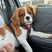 Milo is registered to the contest to win money with this photo: dog, pet, car, window, door, harness, white_and_brown, paw, seat, animal, pet_smart, resting, inside, looking, young_dog, fur, leash, companion, travel, closeup