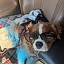 Milo is registered to the contest to win money with this photo: dog, glasses, car_seat, brown_fur, white_fur, plaid_blanket, towel, leather_seat, seat_belt, pet, canine, relaxing, indoors, closeup, cute, accessory, resting, animal, travel, comfort