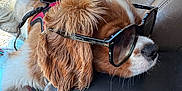 Milo is registered to the contest to win money with this photo: dog, sunglasses, car_seat, relaxed, brown_and_white, fur, pet, animal, leather_seat, car_interior, plaid_blanket, resting, cute, fluffy, cool, side_view, sunlight, accessory, canine, casual