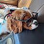 dog, sunglasses, car_seat, relaxed, brown_and_white, fur, pet, animal, leather_seat, car_interior, plaid_blanket, resting, cute, fluffy, cool, side_view, sunlight, accessory, canine, casual