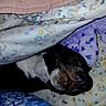 dog, sleeping, blanket, plush_toy, floral_pattern, fabric, bed, cozy, resting, comfort, black_and_white, snout, fur, indoor, close_up, textile, purple, blue, pink, white