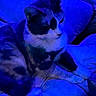 Callie is registered to the contest to win money with this photo: cat, feline, pet, animal, indoor, couch, blue_light, relaxed, fur, whiskers, ears, paws, sitting, home, cozy, domestic, furniture, resting, closeup, portrait