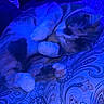 Callie joined the competition — help win amazing prizes! cat, sleeping, animal, pet, feline, cozy, blanket, pattern, paw, cute, indoor, resting, fur, domestic_animal, tabby, whiskers, relaxed, blue_light, bed, closeup