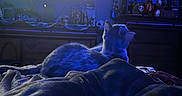 Callie is registered to the contest to win money with this photo: cat, bed, blanket, television, furniture, room, indoor, night, blue_light, watching, pet, cozy, dark, cabinet, decor, relaxing, home, animal, soft_light, sleepy