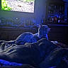 cat, bed, blanket, television, furniture, room, indoor, night, blue_light, watching, pet, cozy, dark, cabinet, decor, relaxing, home, animal, soft_light, sleepy
