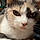 Callie