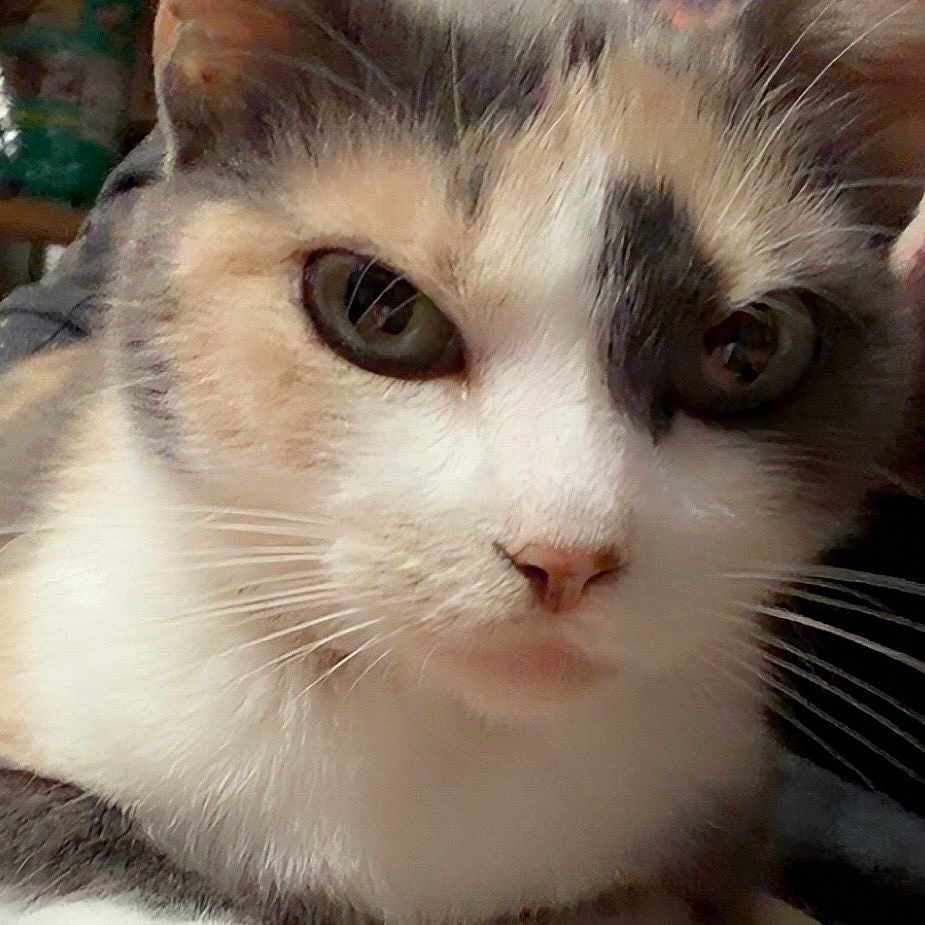 Callie is registered to the contest to win money with this photo: cat, calico_cat, close_up, pet, feline, animal, whiskers, paws, ears, fur, domestic_animal, cute, resting, indoor, portrait, face, eyes, person, hand, floral_background