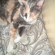 Callie joined the competition — help win amazing prizes! cat, calico_cat, sleeping, bed, blanket, pillow, indoor, feline, pet, cozy, resting, fur, whiskers, paw, patterned_bedspread, striped_blanket, domestic_animal, cute, animal, relaxation