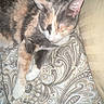 cat, calico_cat, sleeping, bed, blanket, pillow, indoor, feline, pet, cozy, resting, fur, whiskers, paw, patterned_bedspread, striped_blanket, domestic_animal, cute, animal, relaxation