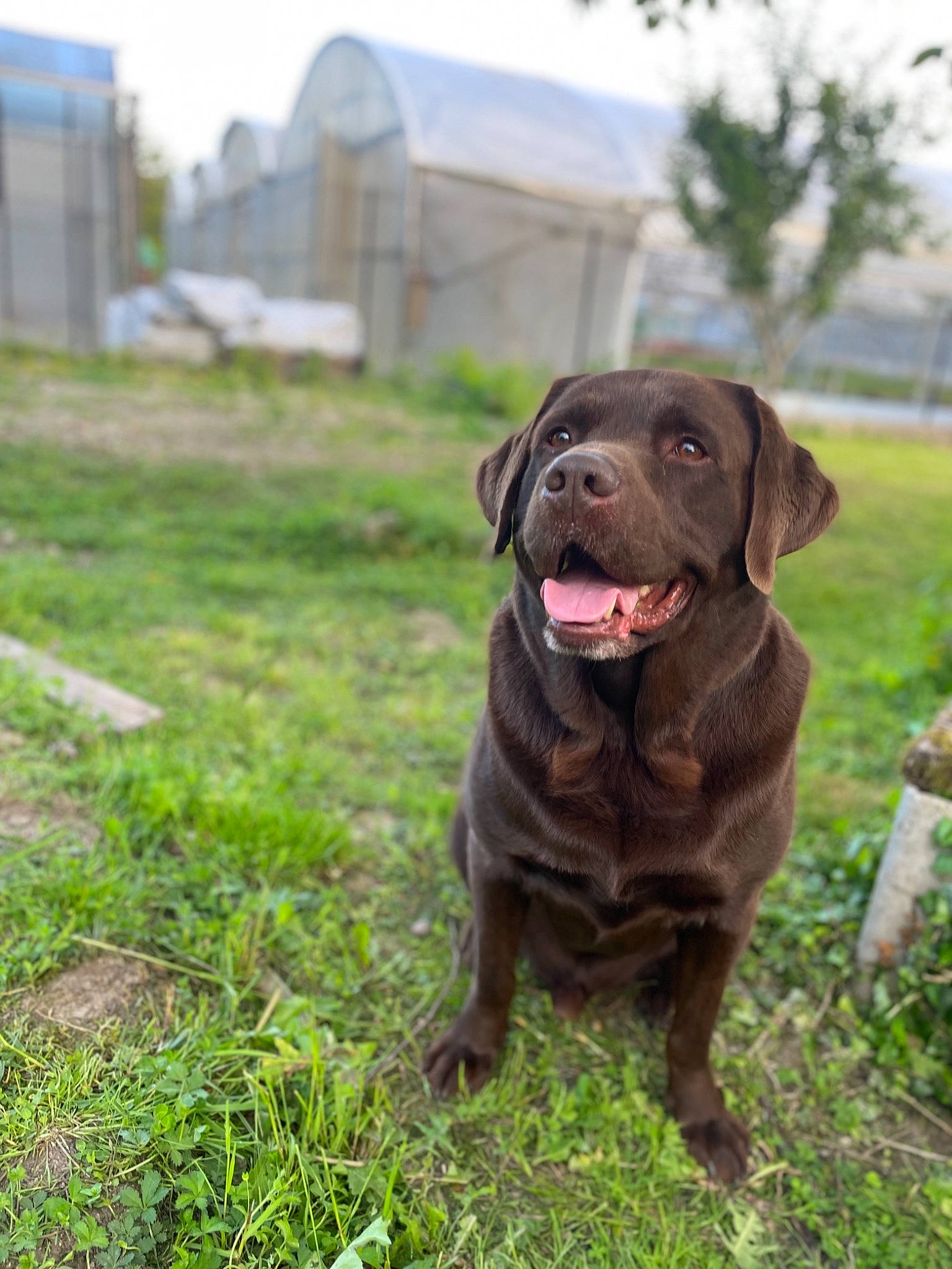Loustic a rejoint le concours — aidez-le/la à gagner de superbes lots ! borador, canidae, carnivore, collar, companion_dog, dog, dog_breed, dog_collar, grass, gun_dog, labrador_retriever, liver, plant, pointing_breed, retriever, sky, snout, sporting_group, tree, working_animal