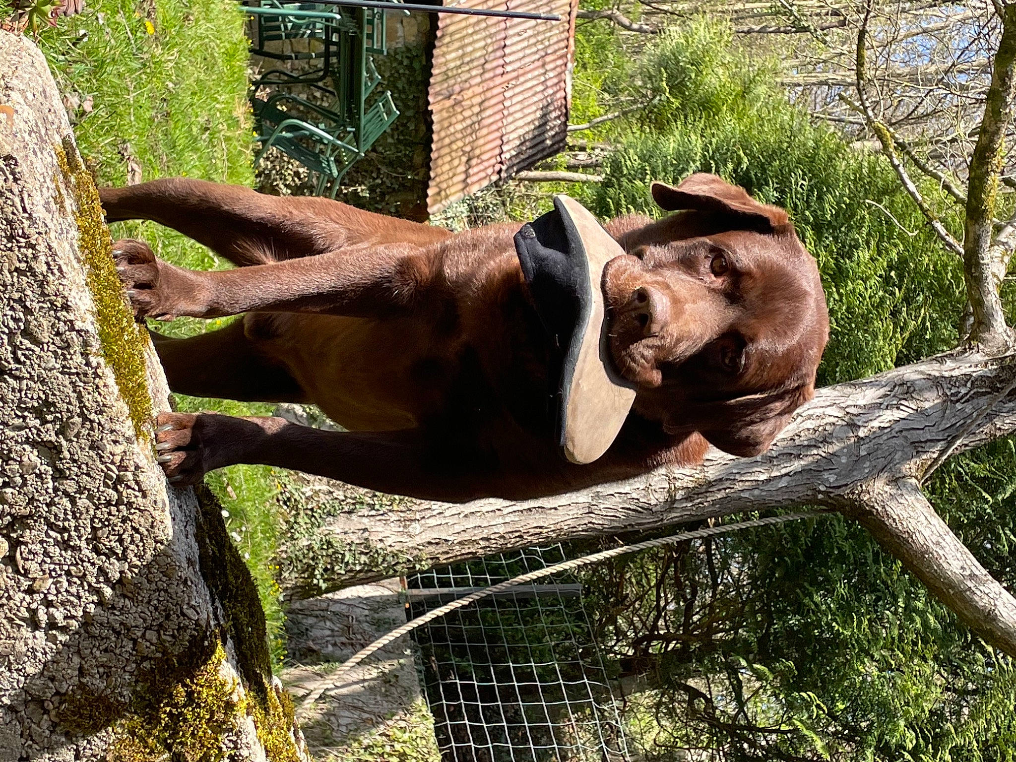Loustic participe au concours pour gagner de l'argent avec cette photo : art, elephants_and_mammoths, fawn, forest, grass, horn, jungle, landscape, natural_material, plant, recreation, snout, terrestrial_animal, tree, trunk, twig, wildlife, wood, working_animal, wrinkle