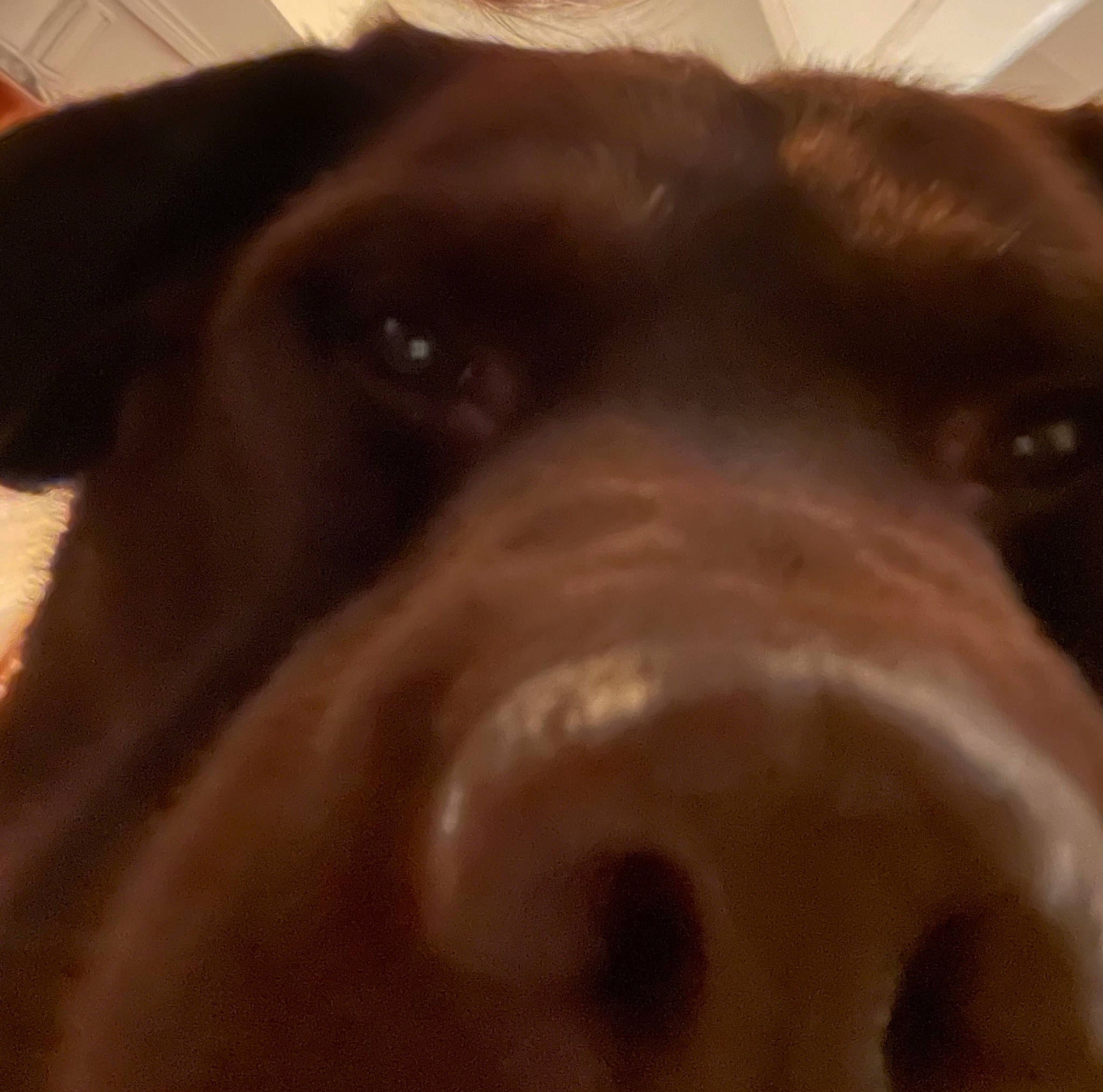 Loustic a rejoint le concours — aidez-le/la à gagner de superbes lots ! borador, canidae, carnivore, close_up, companion_dog, dog, dog_breed, ear, fawn, fur, gun_dog, hunting_dog, labrador_retriever, liver, metal, pet_supply, snout, sporting_group, whiskers, working_animal