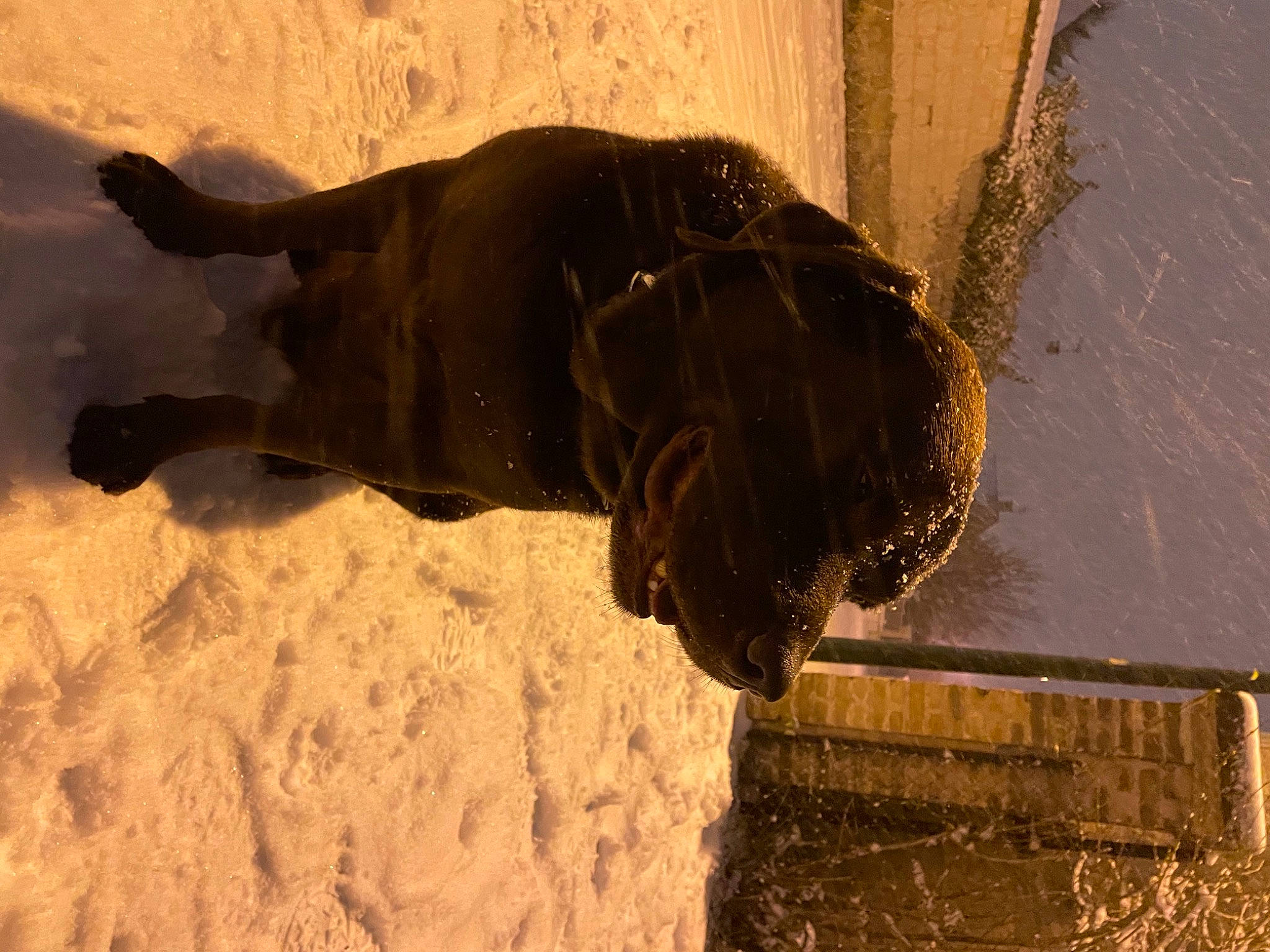 Loustic a rejoint le concours — aidez-le/la à gagner de superbes lots ! ancient_history, art, big_cats, dog_breed, fawn, felidae, metal, sculpture, shadow, snout, soil, sporting_group, statue, terrestrial_animal, tints_and_shades, water, wildlife, winter, wood, working_animal