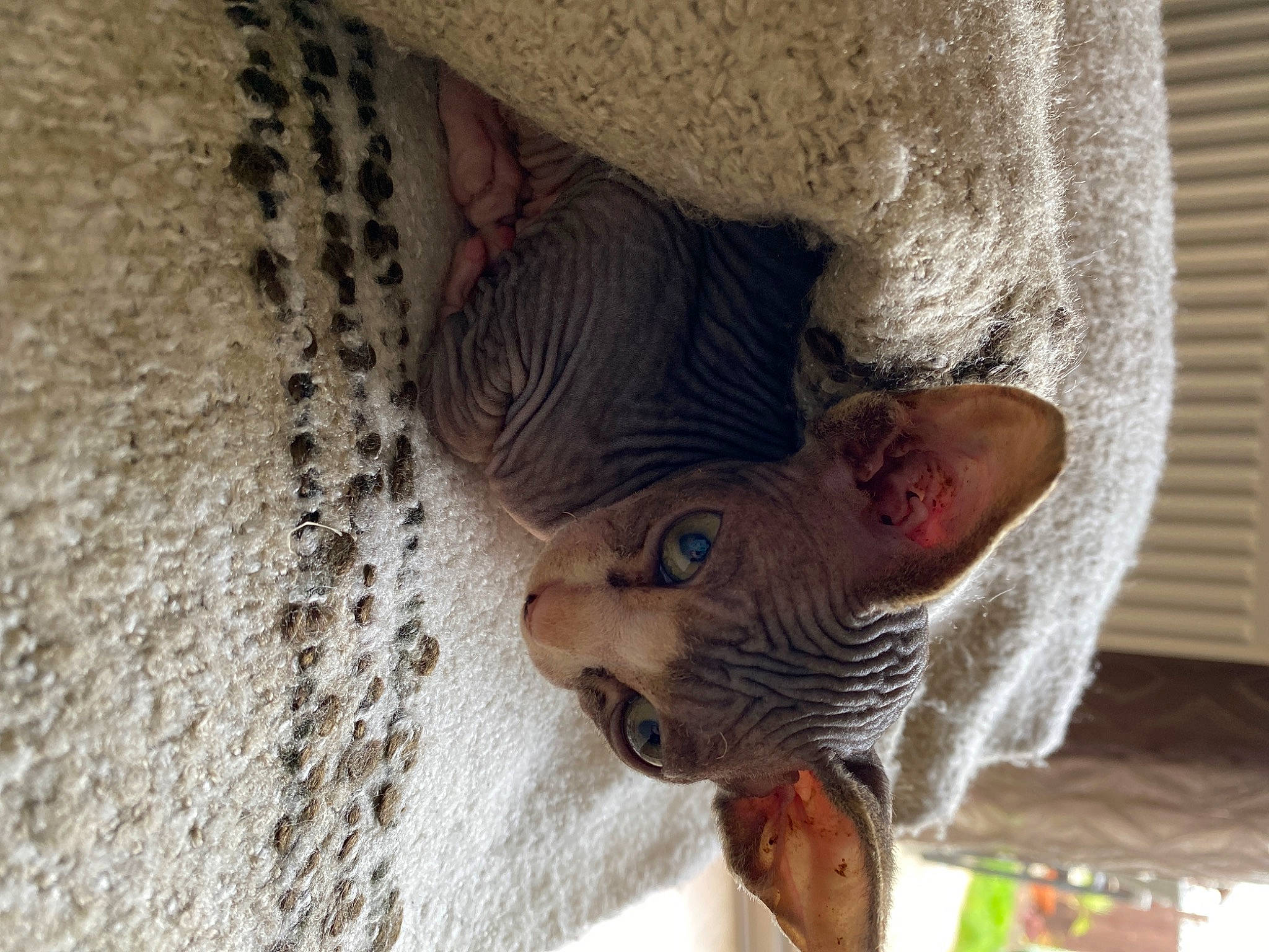 Daphne joined the competition — help win amazing prizes! canidae, carnivore, domestic_short_haired_cat, fawn, felidae, fur, hat, plant, small_to_medium_sized_cats, snout, sporting_group, tail, tree, trunk, whiskers, wildlife, wood, wrinkle