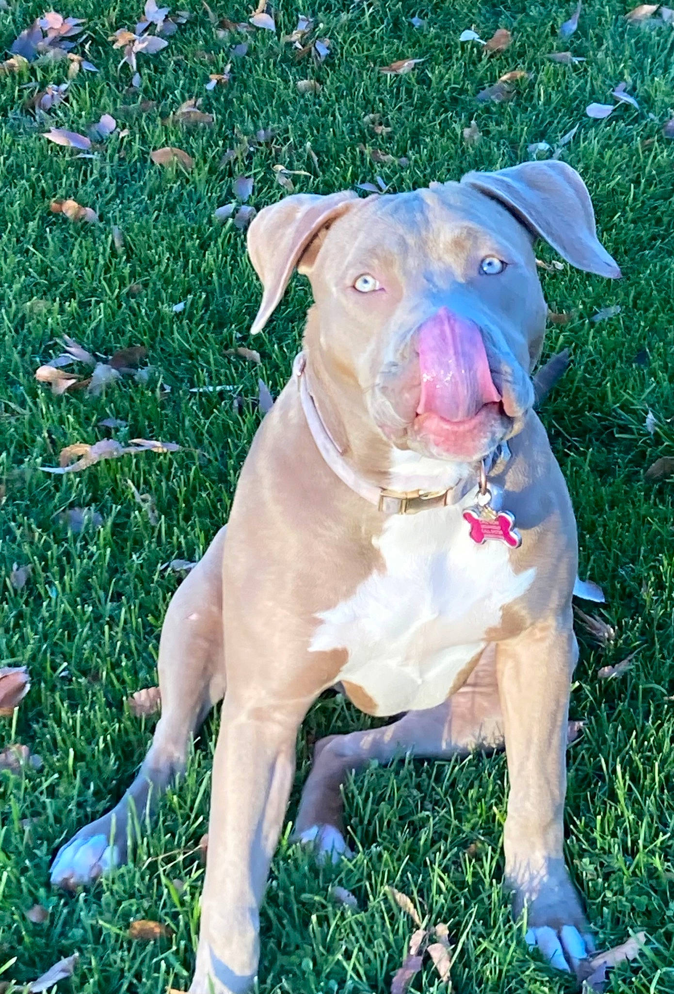 Ivy is registered to the contest to win money with this photo: canidae, carnivore, collar, companion_dog, dog, dog_breed, dog_collar, fawn, grass, groundcover, hunting_dog, liver, non_sporting_group, plant, snout, sporting_group, tail, terrestrial_animal, working_animal, working_dog