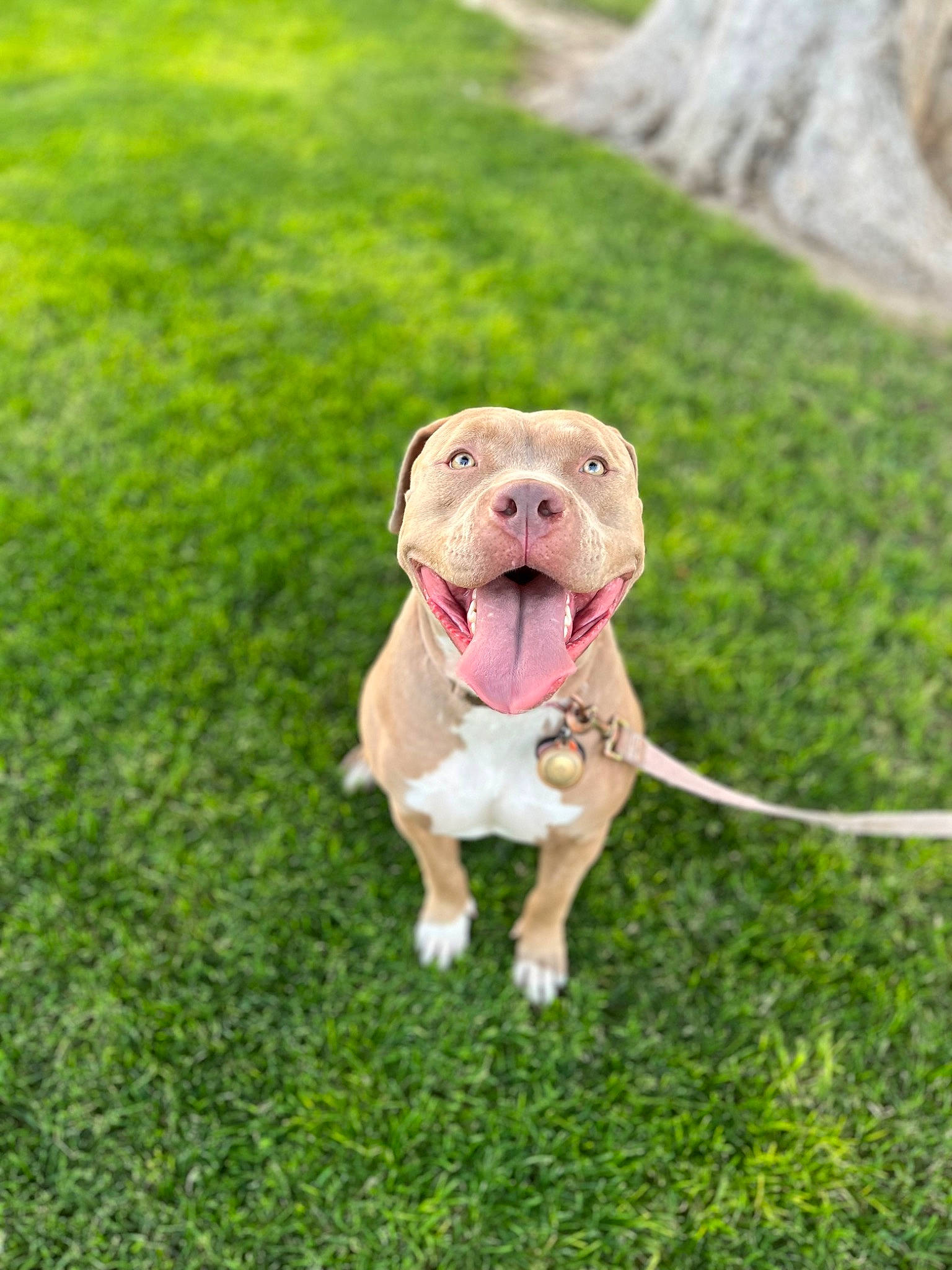 Ivy is registered to the contest to win money with this photo: carnivore, collar, companion_dog, dog, dog_breed, dog_clothes, dog_collar, dog_supply, fashion_accessory, fawn, grass, grassland, groundcover, leash, pet_supply, plant, snout, sporting_group, working_animal, wrinkle