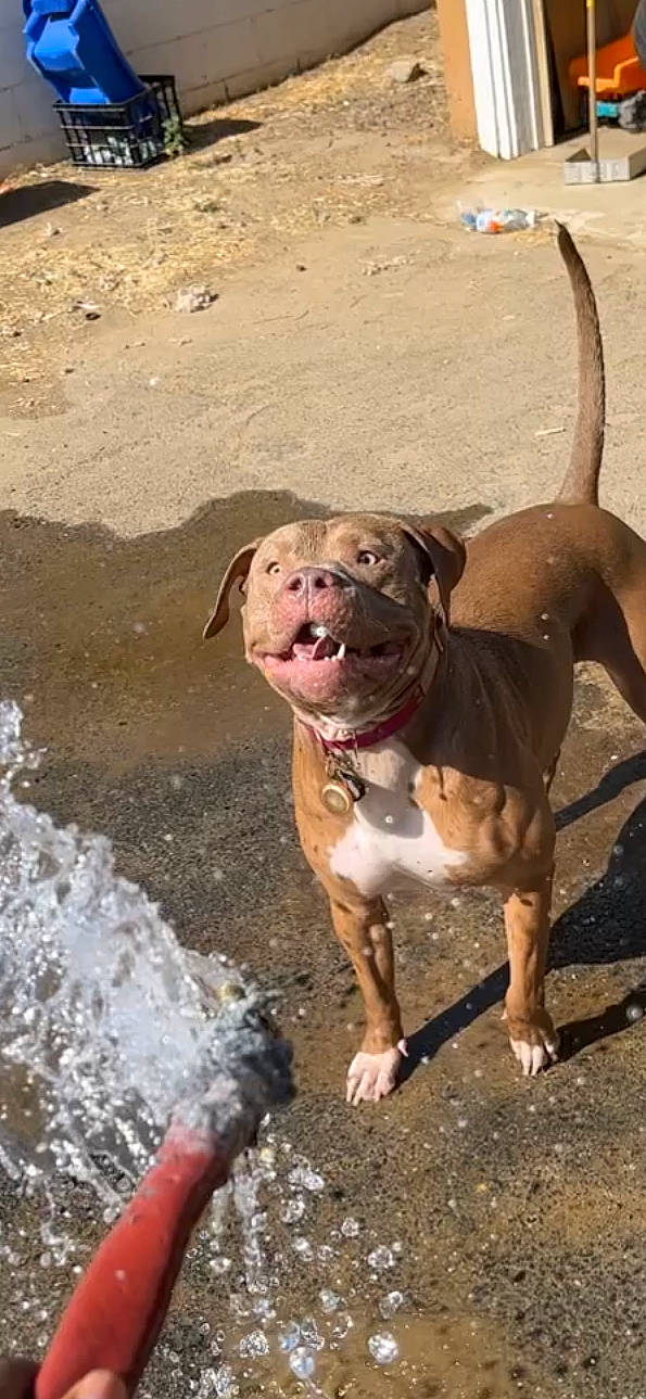 Ivy is registered to the contest to win money with this photo: ancient_dog_breeds, carnivore, collar, companion_dog, dog, dog_breed, dog_collar, dog_supply, fawn, leash, liver, molosser, non_sporting_group, sand, sporting_group, tail, water, working_animal, working_dog, wrinkle