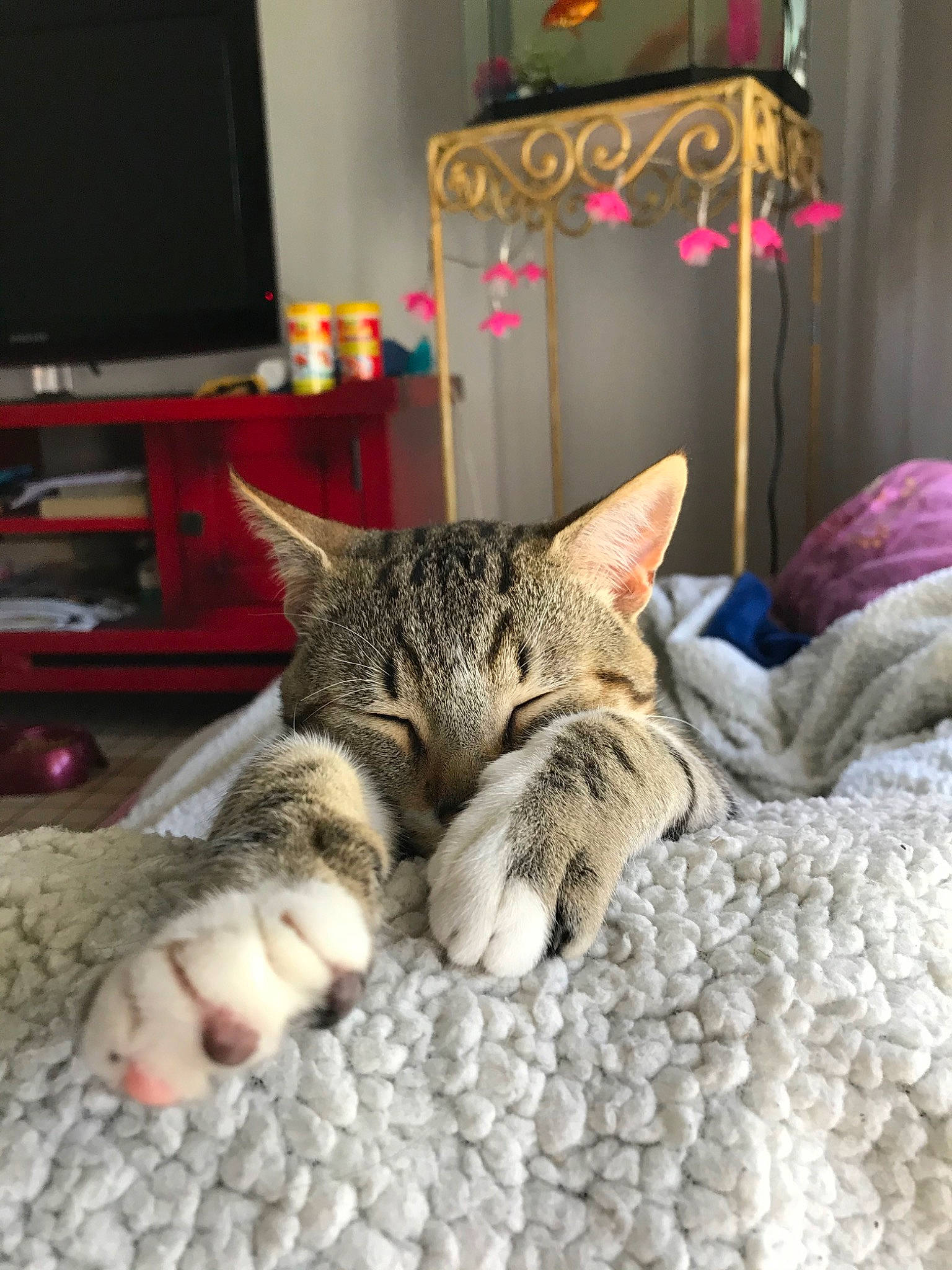 Tigrou participe au concours pour gagner de l'argent avec cette photo : aegean_cat, american_shorthair, asian, california_spangled, carnivore, cat, domestic_short_haired_cat, dragon_li, egyptian_mau, european_shorthair, felidae, kitten, mammal, nap, ocicat, pixie_bob, room, small_to_medium_sized_cats, tabby_cat, whiskers