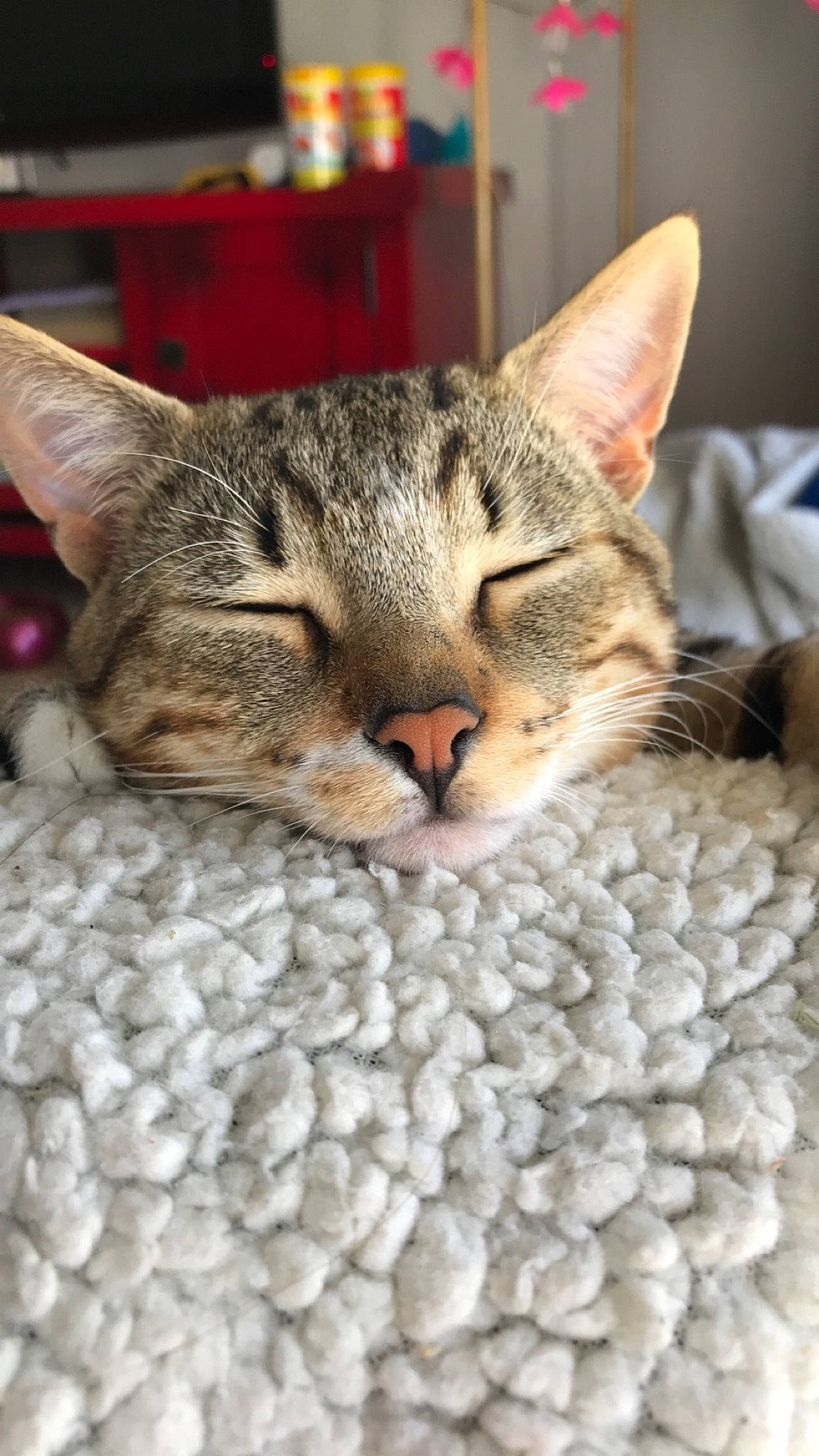 Tigrou participe au concours pour gagner de l'argent avec cette photo : american_shorthair, asian, australian_mist, california_spangled, carnivore, cat, close_up, domestic_short_haired_cat, dragon_li, european_shorthair, felidae, mammal, nap, ocicat, pixie_bob, singapura, small_to_medium_sized_cats, snout, tabby_cat, whiskers