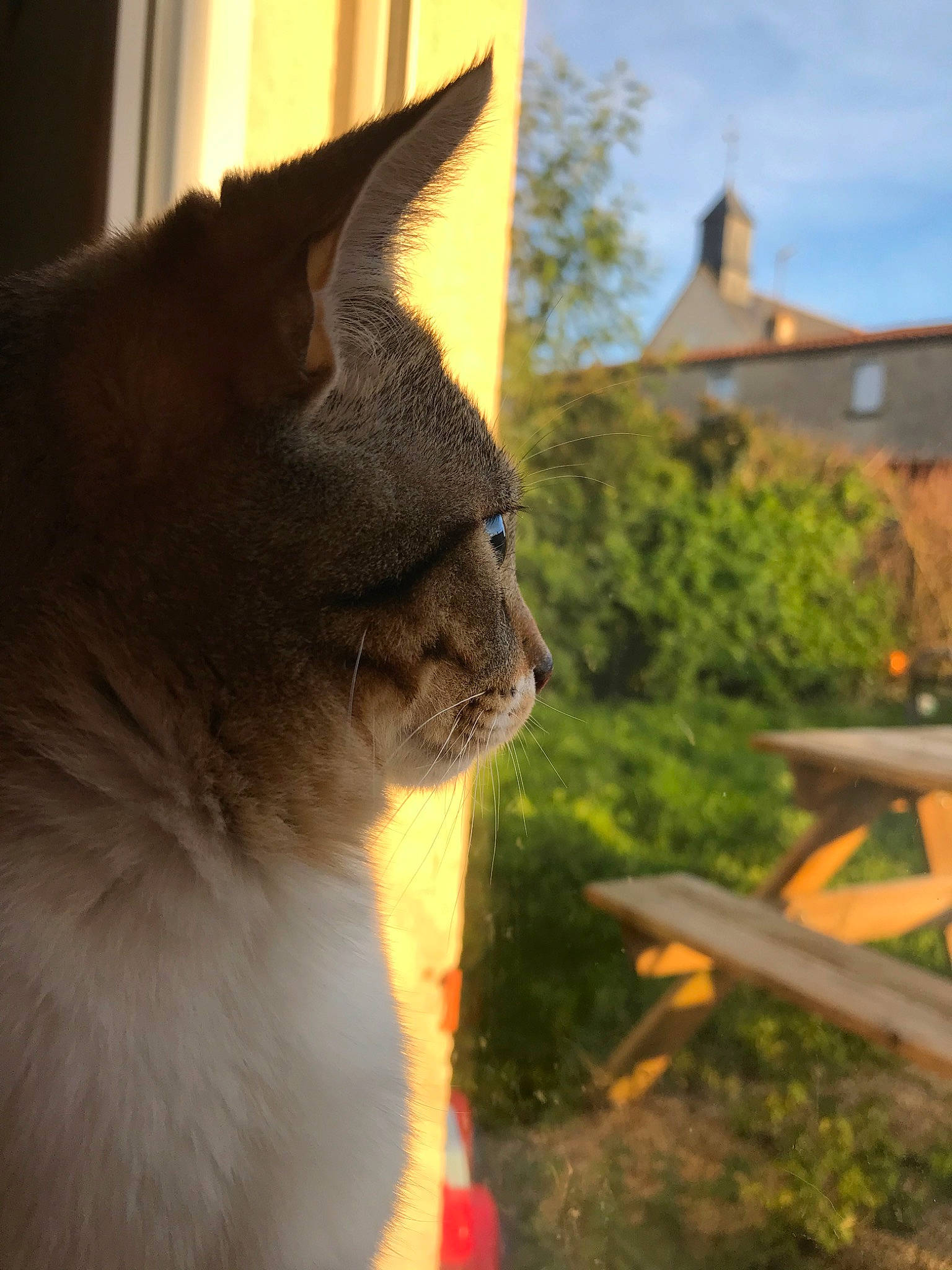 Tigrou participe au concours pour gagner de l'argent avec cette photo : british_shorthair, burmese, carnivore, cat, chartreux, domestic_short_haired_cat, fawn, felidae, fur, grass, light, sky, small_to_medium_sized_cats, snout, sunlight, tail, tree, whiskers, window