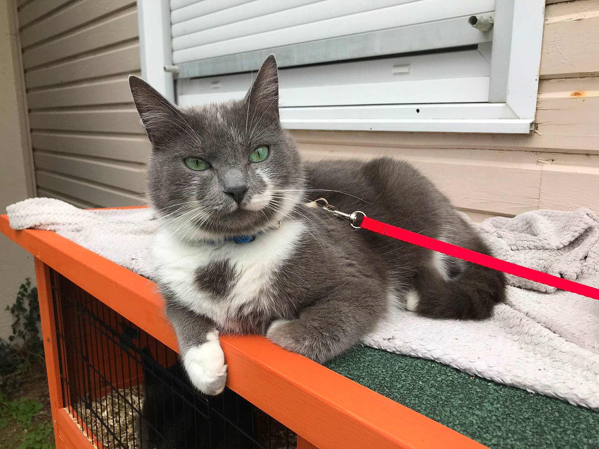 Omer participe au concours pour gagner de l'argent avec cette photo : carnivore, cat, chartreux, domestic_short_haired_cat, european_shorthair, felidae, kitten, korat, nebelung, polydactyl_cat, russian_blue, small_to_medium_sized_cats, tail, whiskers, window