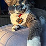 animal, cat, close_up, collar, cute, domestic_animal, feline, fluffy, fur, green_eyes, grey_cat, indoor, pet_tag, portrait, relaxed, resting, soft_surface, sunlight, whiskers, white_paws