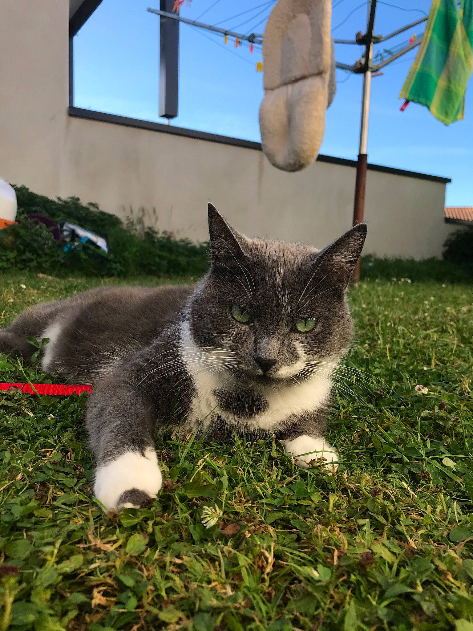 Omer a rejoint le concours — aidez-le/la à gagner de superbes lots ! aegean_cat, carnivore, cat, domestic_short_haired_cat, european_shorthair, felidae, fur, grass, kitten, lawn, plant, polydactyl_cat, sky, small_to_medium_sized_cats, snout, tail, tree, whiskers