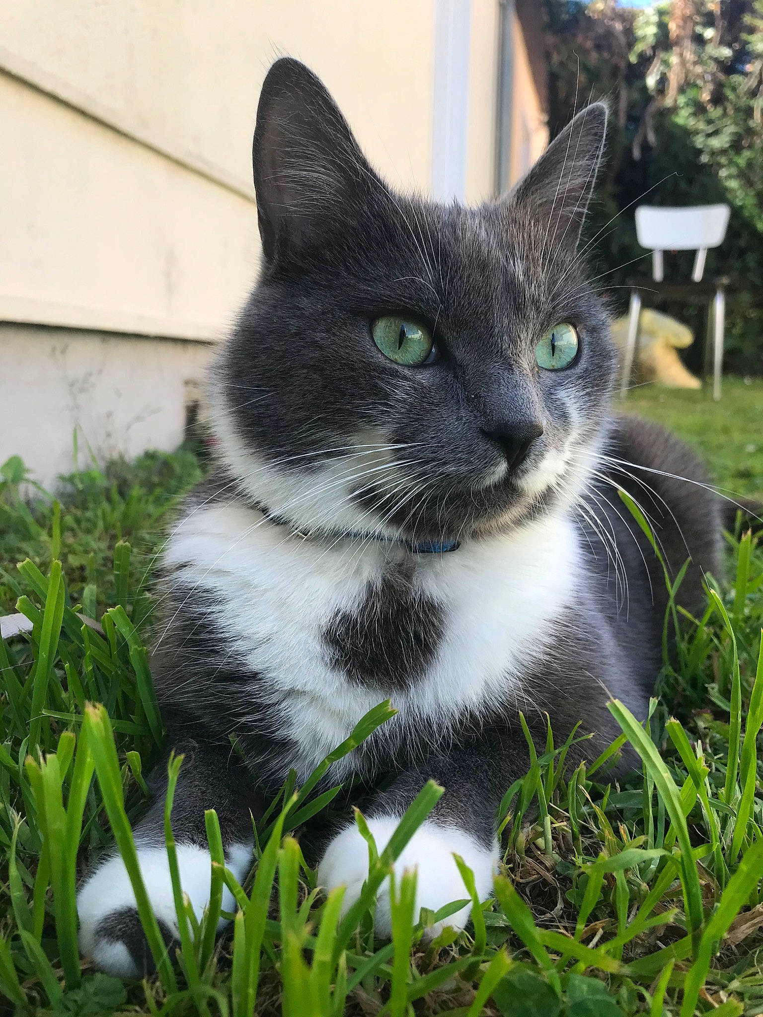 Omer a rejoint le concours — aidez-le/la à gagner de superbes lots ! aegean_cat, american_wirehair, black_and_white, carnivore, cat, domestic_short_haired_cat, european_shorthair, eye, felidae, fur, grass, grass_family, green, kitten, lawn, plant, polydactyl_cat, small_to_medium_sized_cats, snout, whiskers