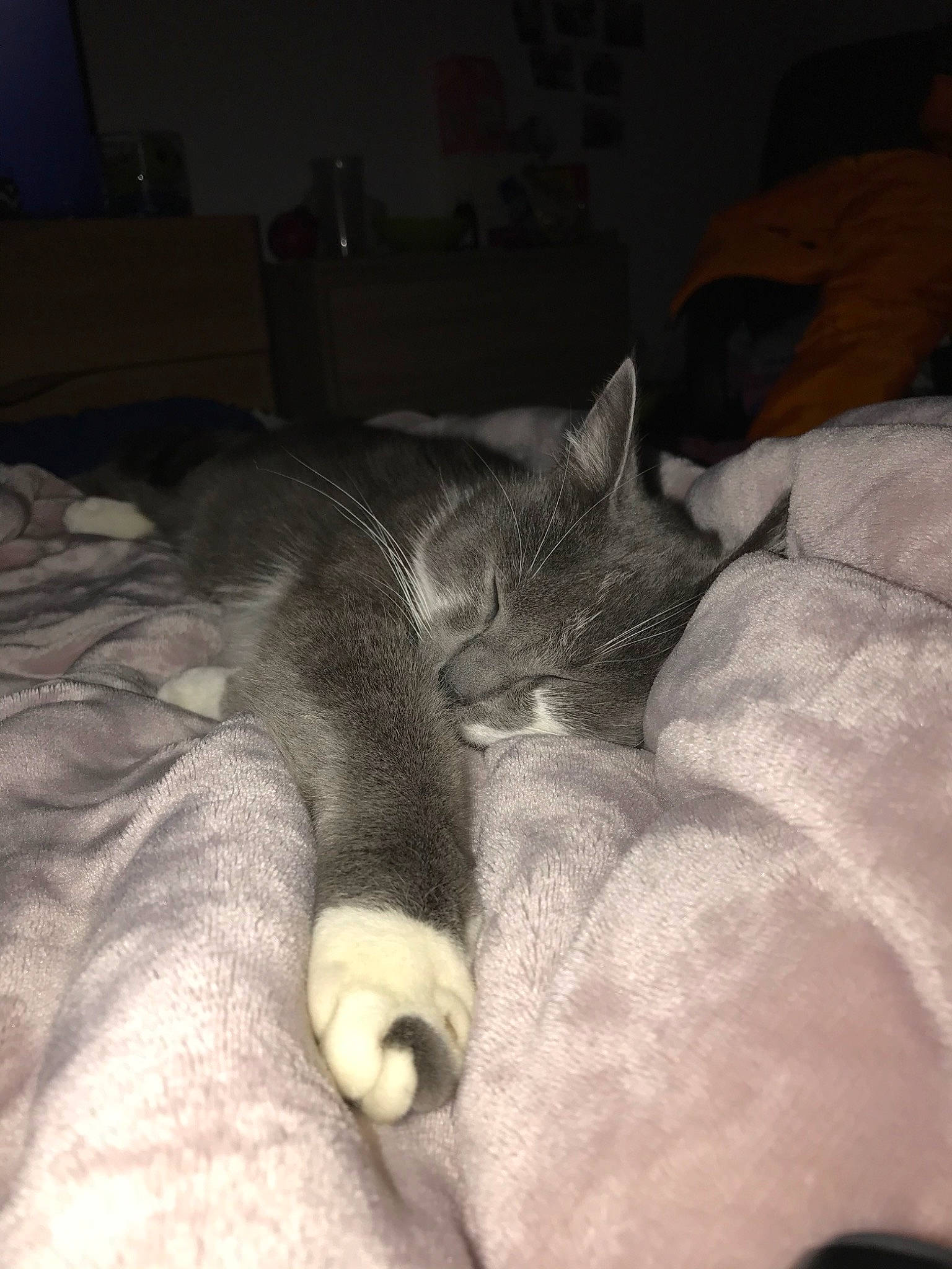 Omer participe au concours pour gagner de l'argent avec cette photo : bed, carnivore, cat, chartreux, comfort, domestic_short_haired_cat, fawn, felidae, fur, furniture, korat, nap, room, russian_blue, sleep, small_to_medium_sized_cats, snout, whiskers