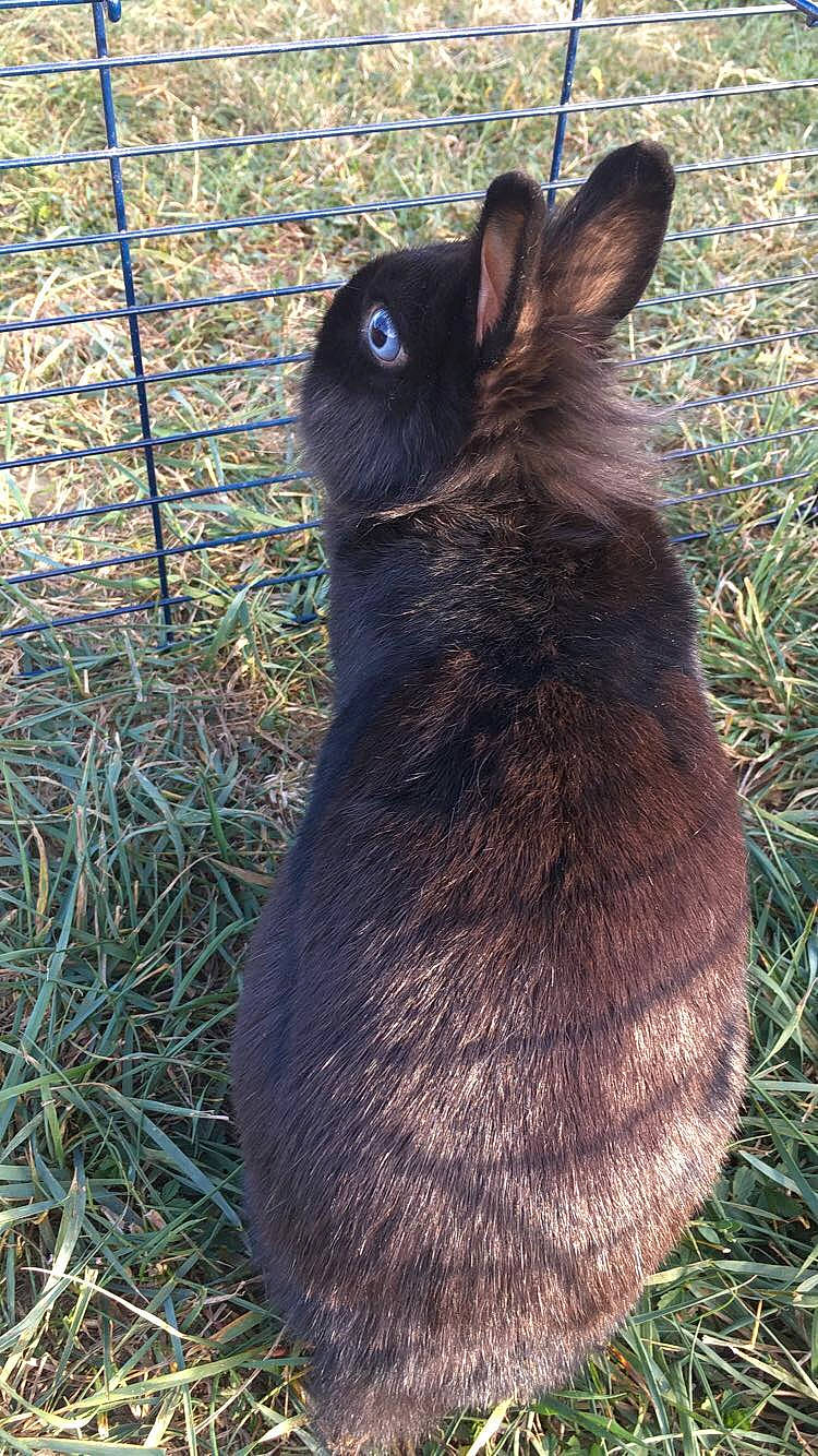 Diego a rejoint le concours — aidez-le/la à gagner de superbes lots ! domestic_rabbit, grass, hare, lower_keys_marsh_rabbit, plant, rabbit, rabbits_and_hares, tail, whiskers, wildlife, wood_rabbit