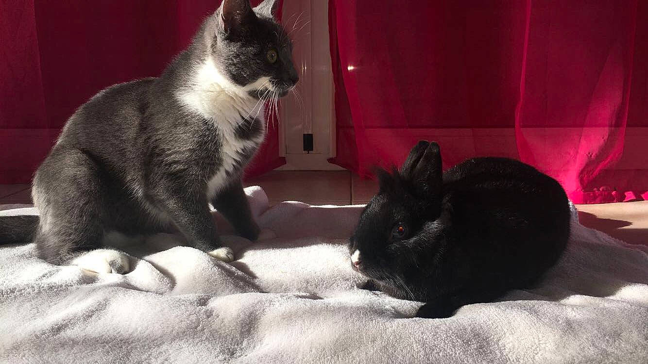 Diego a rejoint le concours — aidez-le/la à gagner de superbes lots ! black, black_cat, carnivore, cat, domestic_rabbit, domestic_short_haired_cat, ear, fawn, felidae, fur, kitten, mammal, paw, rabbit, rabbits_and_hares, small_to_medium_sized_cats, snout, vertebrate, whiskers