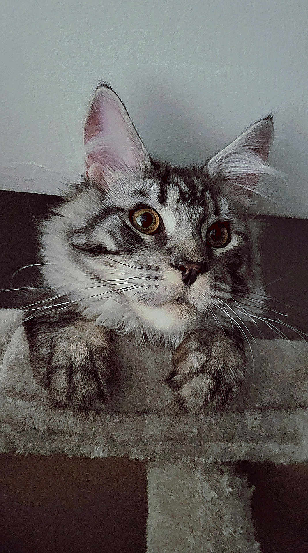 Aboo