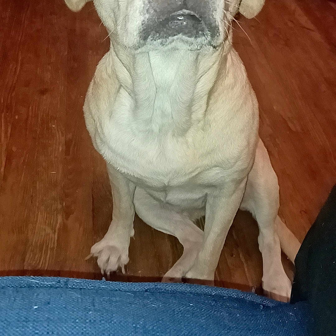 Roxi joined the competition — help win amazing prizes! animal, architecture, boxer, building, bulldog, canine, couch, dog, frenchbulldog, furniture, hardwood, hound, indoors, labradorretriever, pet, pitbull, plywood, pug, puppy, wood