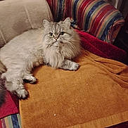 Sweetie joined the competition — help win amazing prizes! animal, armchair, cat, cozy, curious, cute, feline, fluffy_cat, fur, gray_cat, home, indoor, looking, paw, pet, relaxed, resting, striped_fabric, towel, whiskers