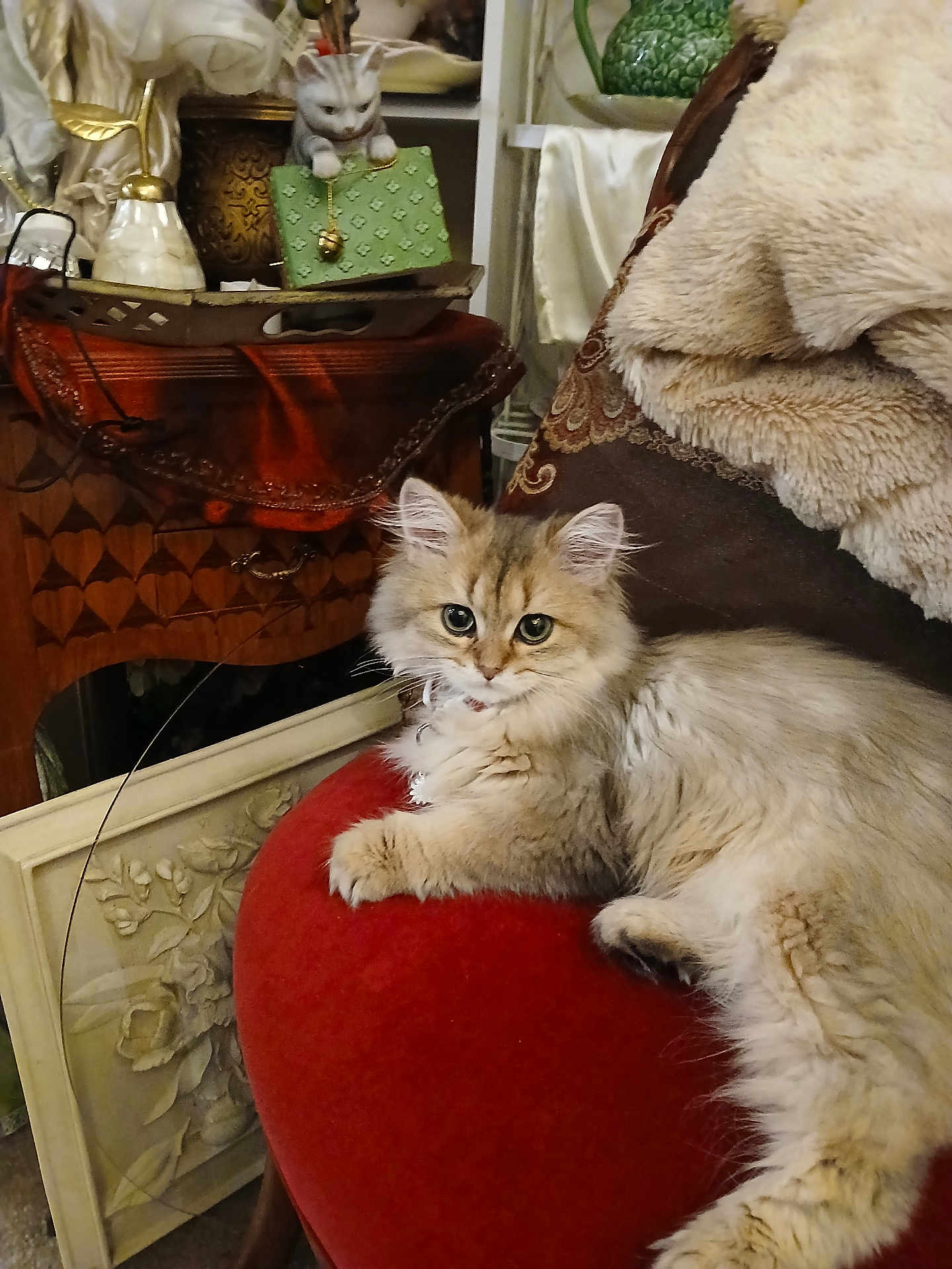 Keysa Kara is registered to the contest to win money with this photo: cat, fluffy_cat, red_chair, vintage_decor, ceramic_cat_statue, green_purse, indoor, furniture, plush, relaxed, decorative, ornate, cozy, home_interior, art, sculpture, feline, resting, cute, pet