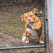 Loki Billiot joined the competition — help win amazing prizes! dog, chain_link_fence, mud, yard, paw, brown_dog, outdoor, pet, animal, expression, fence, grass, dirt, playful, canine, looking, standing, ears, snout, daylight