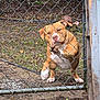 dog, chain_link_fence, mud, yard, paw, brown_dog, outdoor, pet, animal, expression, fence, grass, dirt, playful, canine, looking, standing, ears, snout, daylight