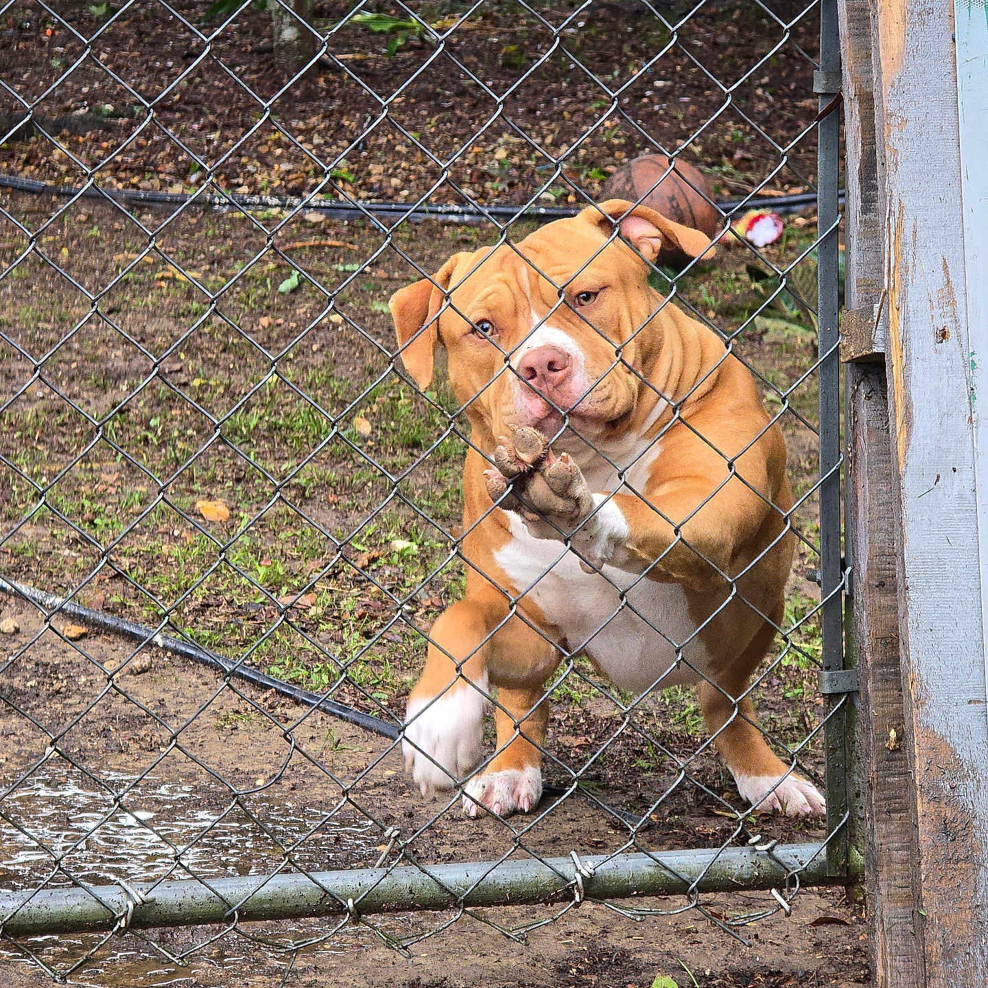 Loki Billiot joined the competition — help win amazing prizes! animal, brown_dog, canine, chain_link_fence, daylight, dirt, dog, ears, expression, fence, grass, looking, mud, outdoor, paw, pet, playful, snout, standing, yard