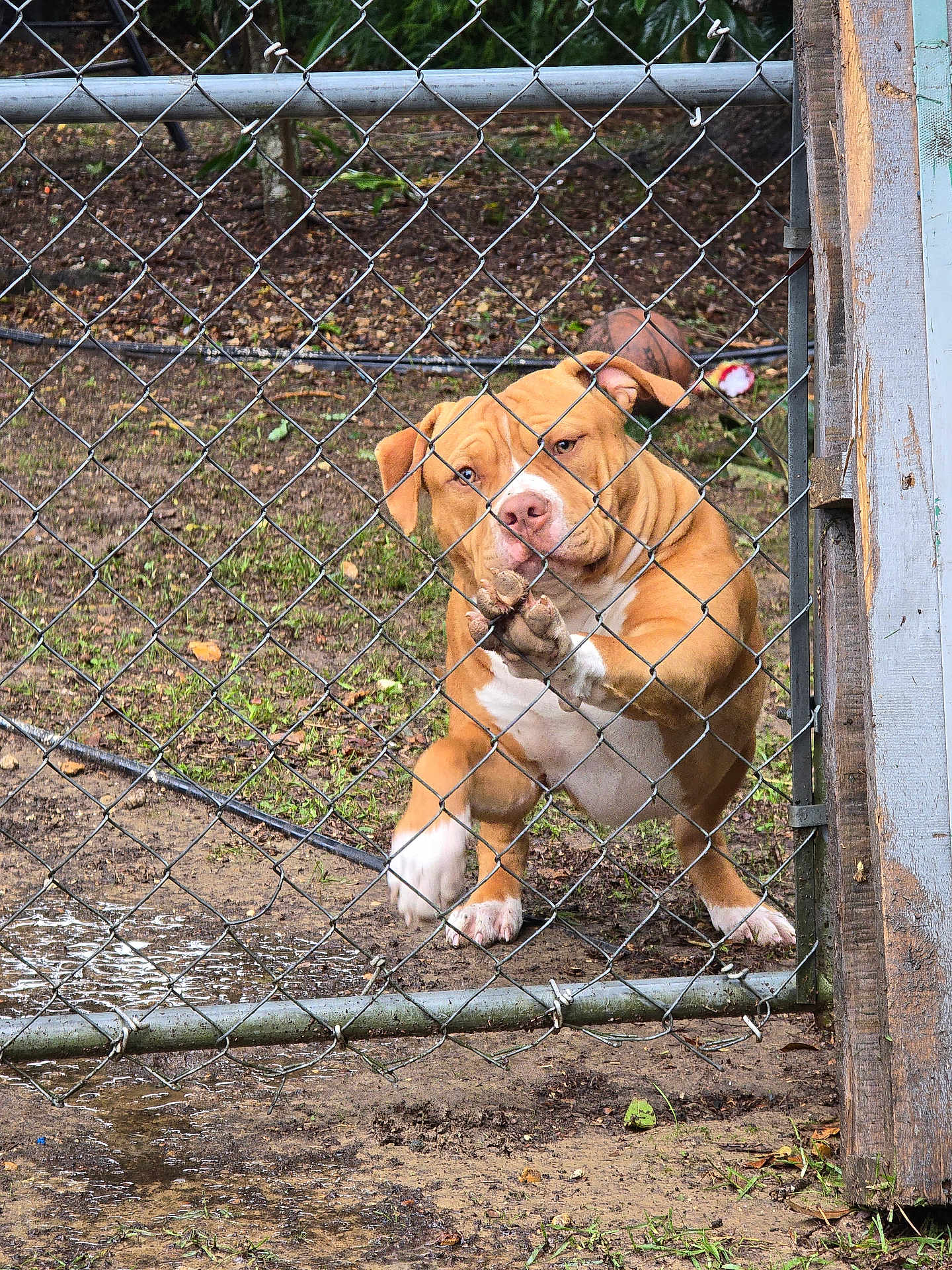 Loki Billiot joined the competition — help win amazing prizes! dog, chain_link_fence, mud, yard, paw, brown_dog, outdoor, pet, animal, expression, fence, grass, dirt, playful, canine, looking, standing, ears, snout, daylight