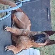 Pongo participe au concours pour gagner de l'argent avec cette photo : canidae, carnivore, companion_dog, dog, dog_breed, ear, fawn, german_shepherd_dog, non_sporting_group, paw, snout, sporting_group, tail, terrestrial_animal, working_animal, working_dog