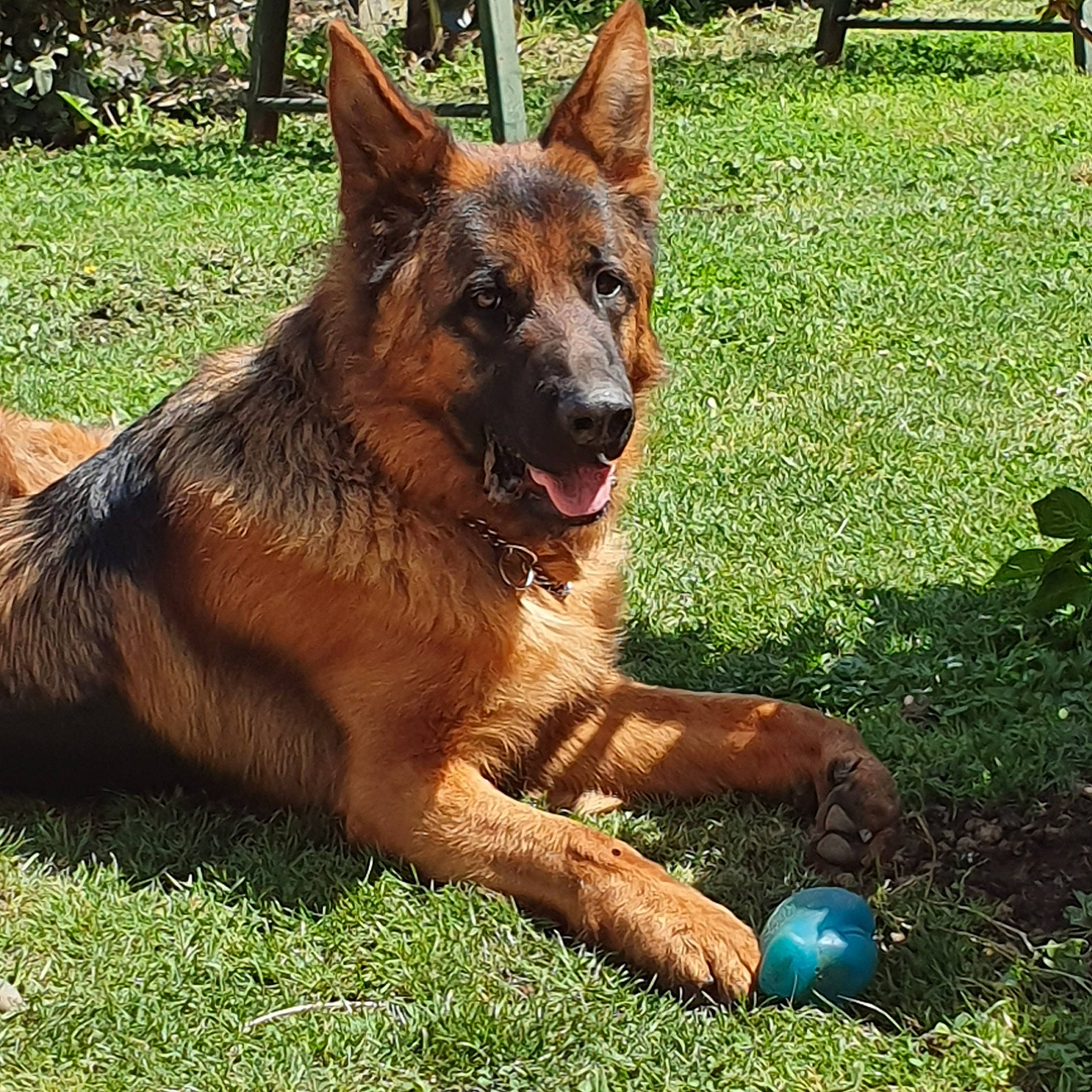 Ouest a rejoint le concours — aidez-le/la à gagner de superbes lots ! belgian_shepherd, belgian_shepherd_malinois, bohemian_shepherd, canidae, carnivore, dog, dog_breed, east_european_shepherd, fawn, german_shepherd_dog, king_shepherd, kunming_wolfdog, mammal, old_german_shepherd_dog, rare_breed_dog, shiloh_shepherd_dog, vertebrate, working_dog