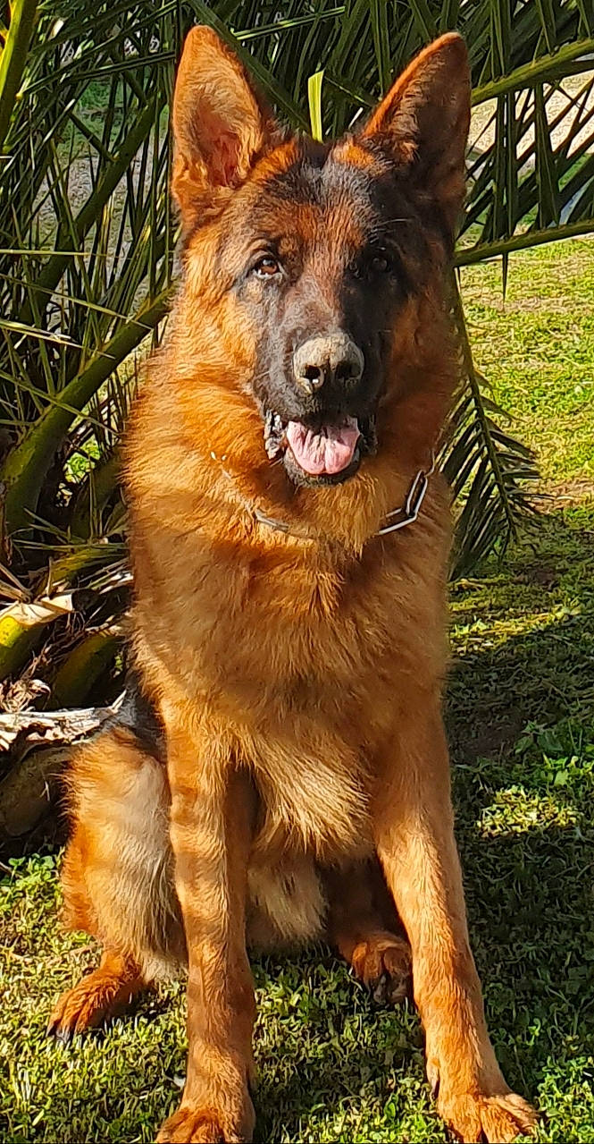 Ouest participe au concours pour gagner de l'argent avec cette photo : ancient_dog_breeds, basque_shepherd_dog, bohemian_shepherd, canidae, carnivore, companion_dog, dog, dog_breed, east_european_shepherd, german_shepherd_dog, king_shepherd, kunming_wolfdog, mammal, old_german_shepherd_dog, plant, rare_breed_dog, shiloh_shepherd_dog, snout, sporting_group, vertebrate